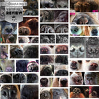 1 Dog Nose Butter For All Dogs